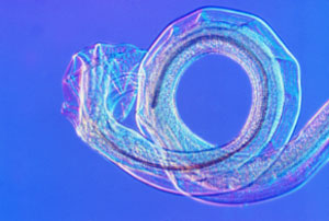 image of a nematode tail